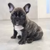 フレンチブルドッグ