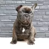 フレンチブルドッグ