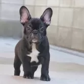 フレンチブルドッグ