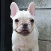 フレンチブルドッグ