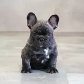 フレンチブルドッグ