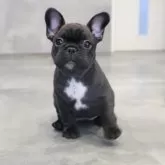 フレンチブルドッグ