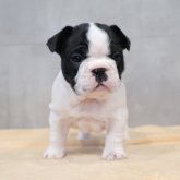 フレンチブルドッグ