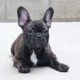 フレンチブルドッグ