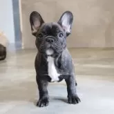 フレンチブルドッグ