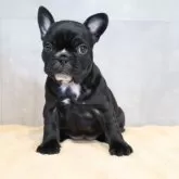 フレンチブルドッグ