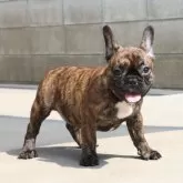 フレンチブルドッグ
