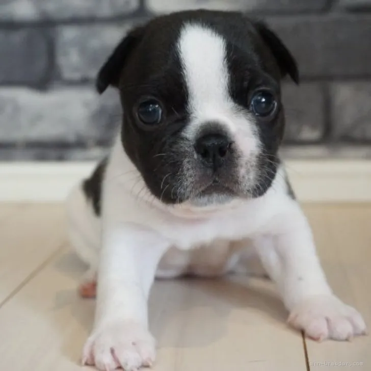 ID：2306-04768の子犬