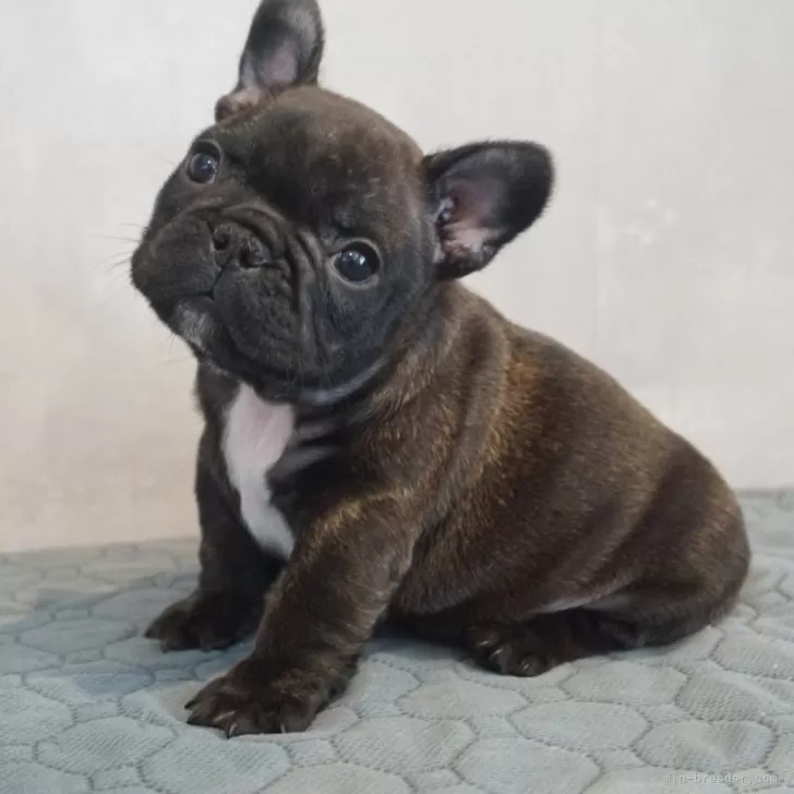 ID:2407-07392の子犬