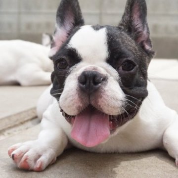 フレンチブルドッグ【岡山県・男の子・2023年1月24日・パイド】の写真「最終価格になります♪ 7/9まで」