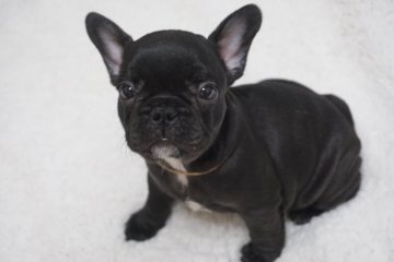 フレンチブルドッグ【岡山県・女の子・2019年1月11日・ブリンドル】の写真「ブラックに近い子です。」