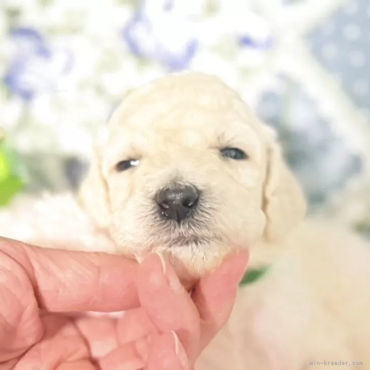 ヘイゴ 様のお迎えした子犬
