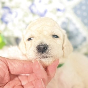 スタンダードプードル【奈良県・女の子・2025年8月16日・ホワイト】の写真「遺伝子検査8種目オールクリアの両親の可愛い姫♡」