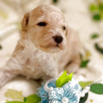 スタンダードプードル【奈良県・男の子・2025年12月12日・クリーム】の写真「両親は遺伝子検査8種目クリアのミディアム予想のボク」