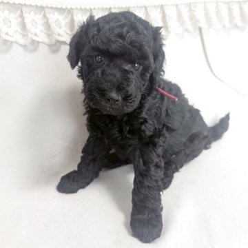 スタンダードプードル【奈良県・女の子・2025年5月27日・ブラック(シルバー)】の写真「小さなスタンダードプードル(ミディアム)の女の子♡」