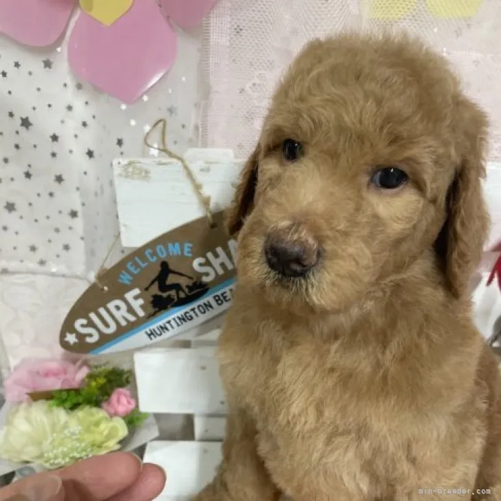 ID：2307-03921の子犬