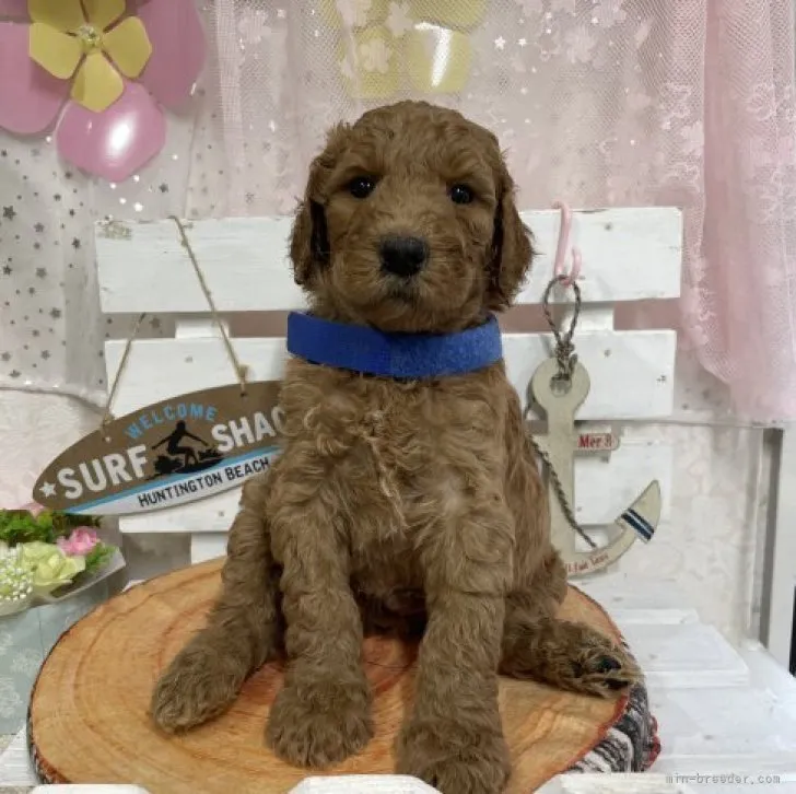 ID：2307-03932の子犬