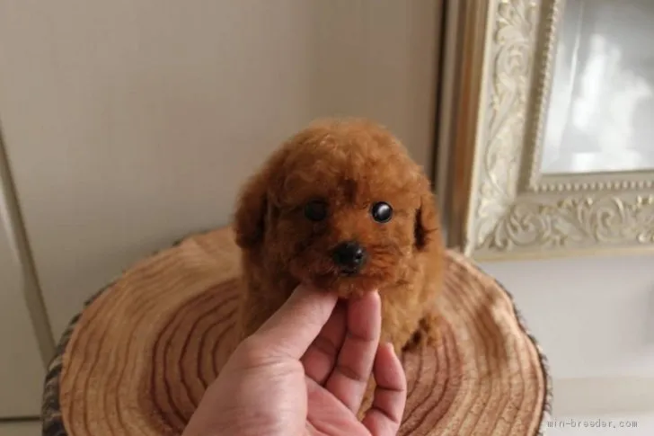 K.Y 様のお迎えした子犬