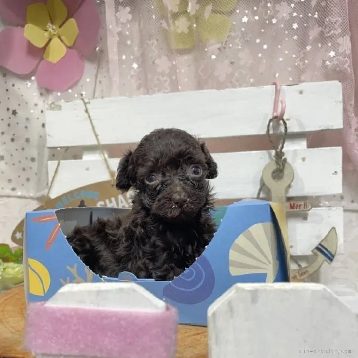 ID：2307-03977の子犬