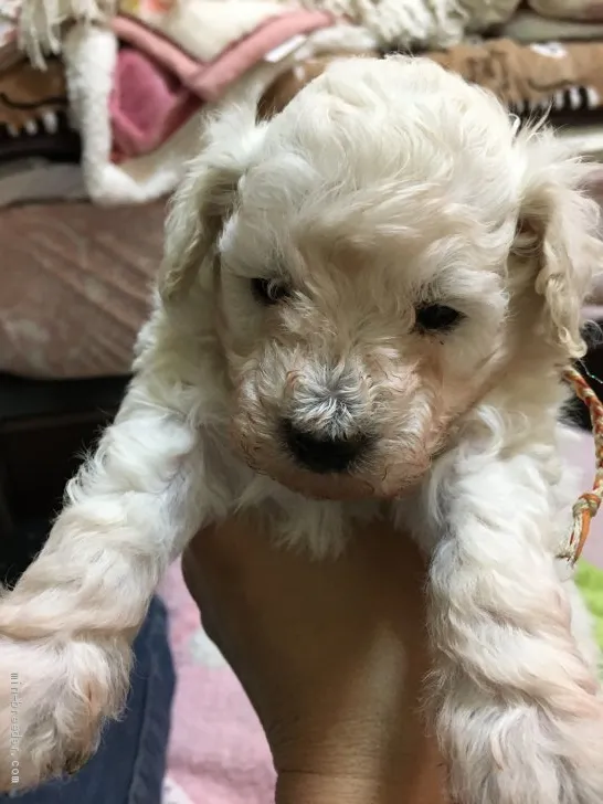 ID：2004-00027の子犬