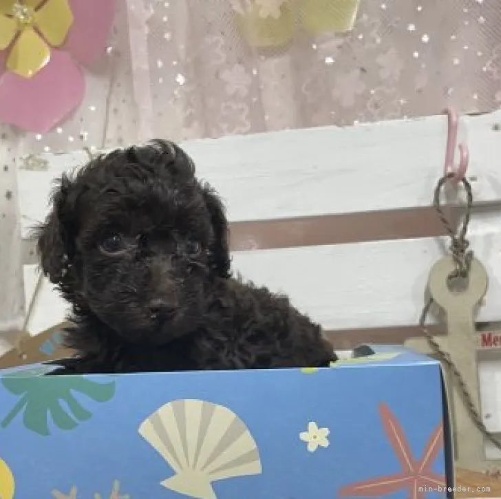 ID:2307-03974の子犬