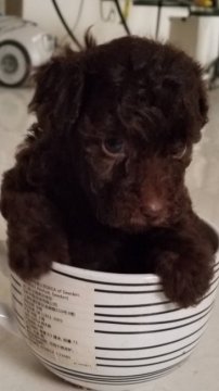 トイプードル(タイニー)【奈良県・女の子・2020年9月9日・ブラウン】の写真「愛嬌のあるブラウン女の子です。」