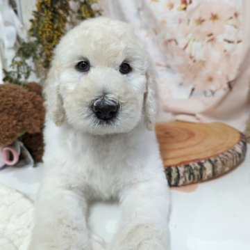 スタンダードプードル【奈良県・男の子・2024年2月26日・ホワイト】の写真「遺伝子検査8種目オールクリアの両親から産まれました」