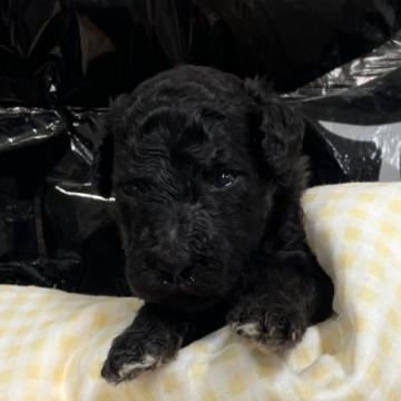 スタンダードプードル【奈良県・男の子・2022年8月24日・シルバー予想】の写真「お顔が可愛い男の子♡」