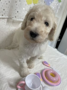 スタンダードプードル【奈良県・男の子・2021年11月10日・ホワイト男の子】の写真「ママのお世話でお顔が白くないけど 本当は白い♡」