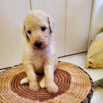 スタンダードプードル【奈良県・男の子・2022年6月11日・クリーム】の写真「可愛いお色の男の子です」