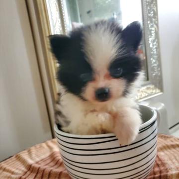 ポメラニアン【奈良県・男の子・2022年5月10日・パーティ】の写真「とても小さな可愛い男の子です」