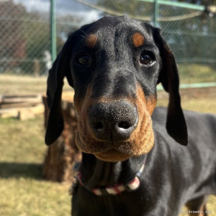 ブリーダー画像