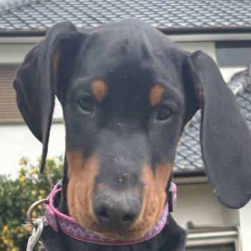 ドーベルマン【兵庫県・女の子・2025年8月23日・ブラックタン】の写真「父親はドイツから輸入したIGP系統」