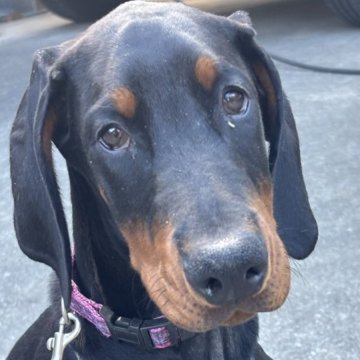 ドーベルマン【兵庫県・男の子・2025年8月23日・ブラックタン】の写真「一番おとなしめの可愛い男の子です」