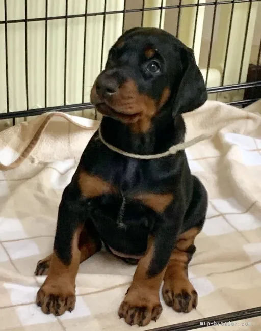 ID：1908-01598の子犬