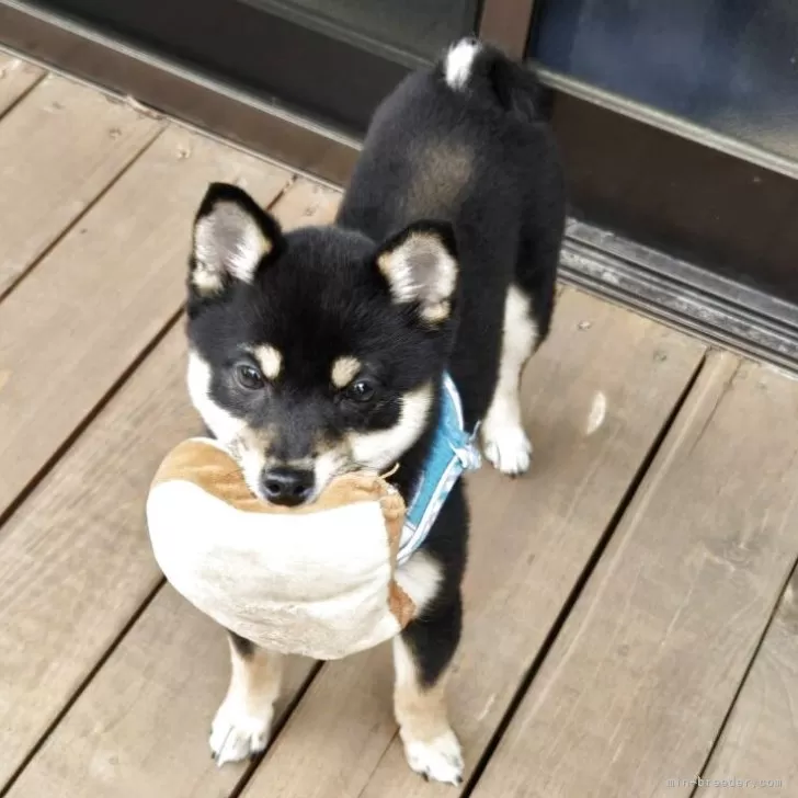 ID:2504-02712の子犬