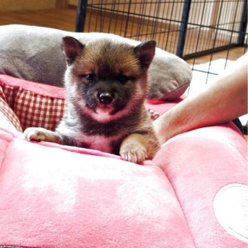 柴犬(標準サイズ)【新潟県・男の子・2025年10月22日・赤】の写真「元気いっぱいの男の子」