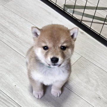 柴犬(標準サイズ)【新潟県・男の子・2025年10月22日・赤】の写真「優しい男の子」