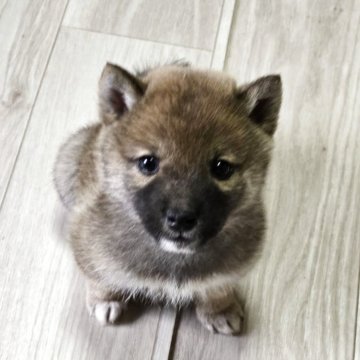 柴犬(標準サイズ)【新潟県・男の子・2025年10月22日・赤】の写真「元気いっぱいの男の子」