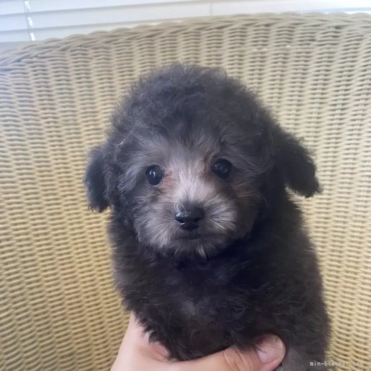 ID：2508-07488の子犬