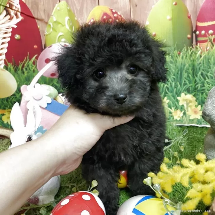 ID：2502-04120の子犬