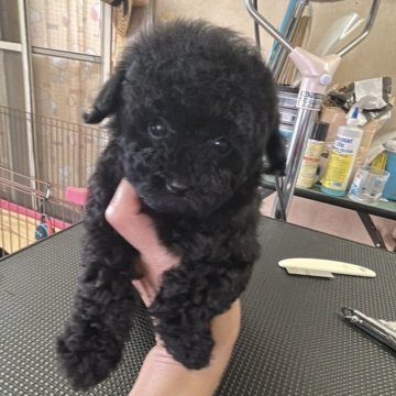 トイプードル(タイニー)【群馬県・女の子・2025年10月7日・ブラック】の写真「可愛いブラックの女の子🩷」