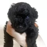タイニープードル