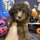 ティーカッププードル