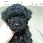 タイニープードル