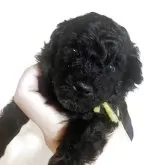 タイニープードル