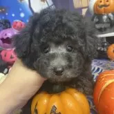 タイニープードル