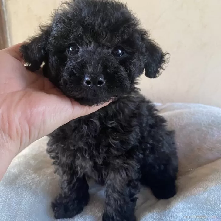 ID:2401-04694の子犬