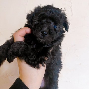 トイプードル(タイニー)【群馬県・女の子・2023年12月27日・シルバー】の写真「シルバーの女の子🩶」