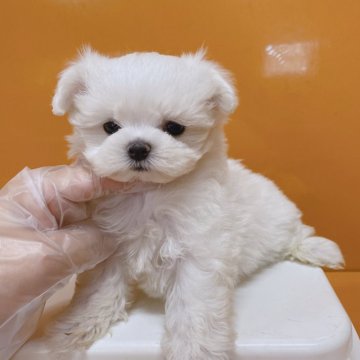 マルチーズ【群馬県・女の子・2024年4月21日・ホワイト】の写真「スモールサイズのマルチーズ」